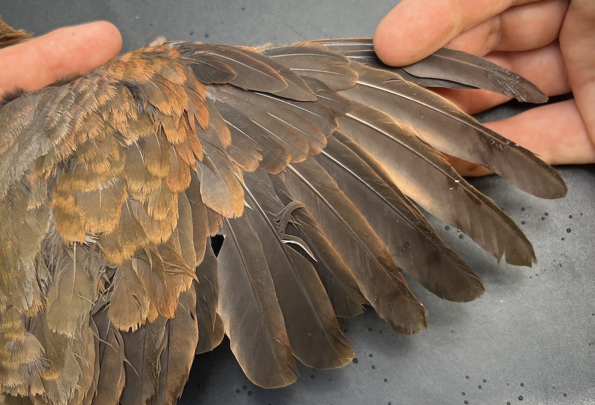White-throated Ground Dove - ML646119838