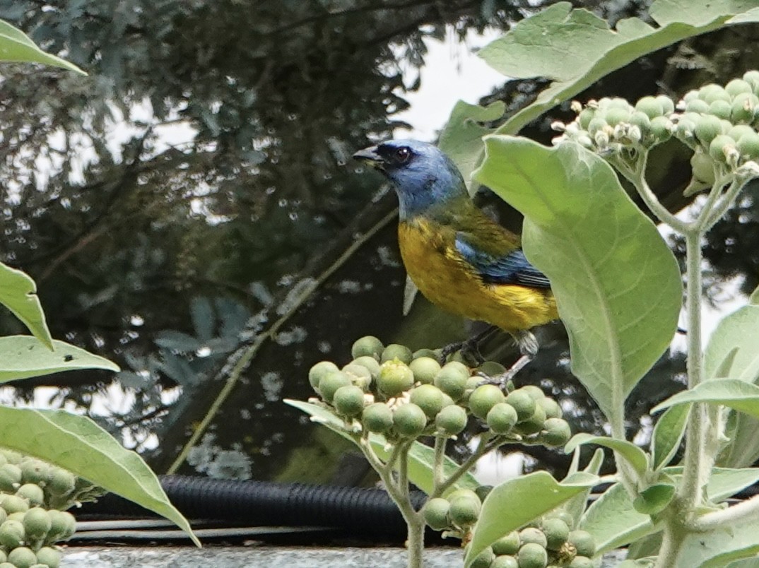Blue-and-yellow Tanager - ML646119840