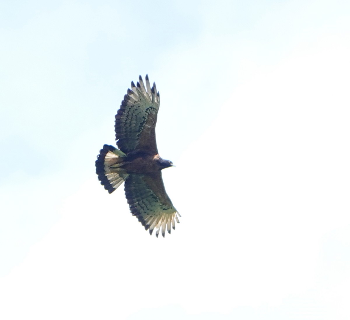 Black-and-chestnut Eagle - ML646119841
