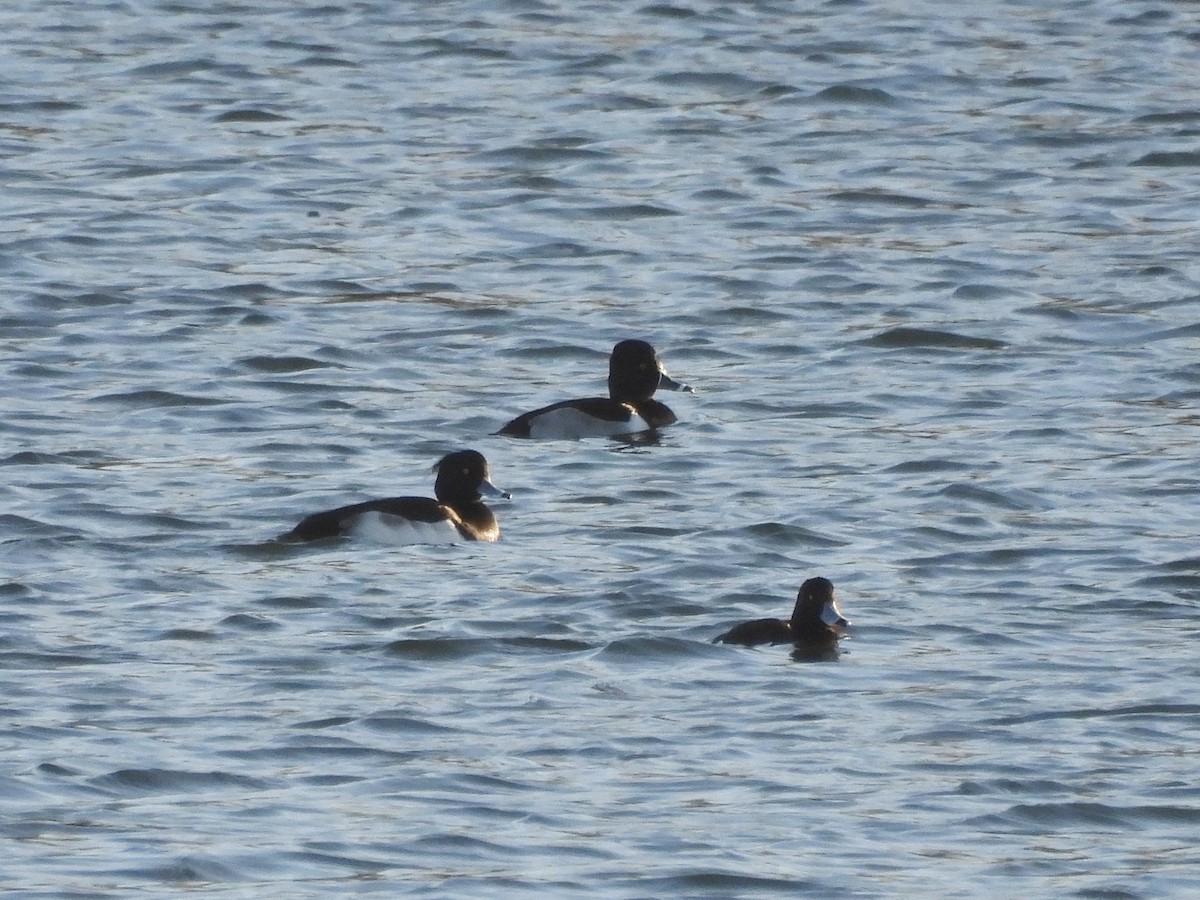 Ring-necked Duck - ML646119843