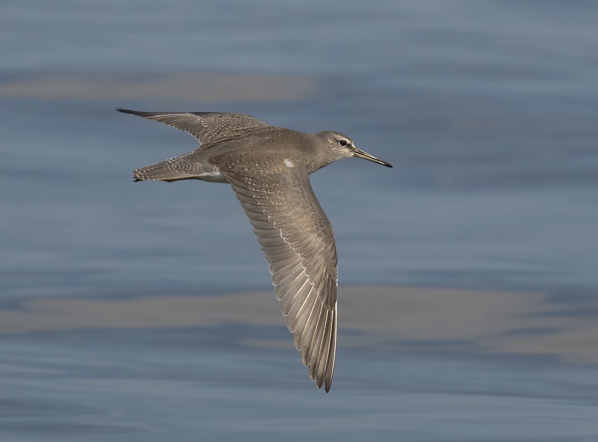 黃足鷸 - ML646119845