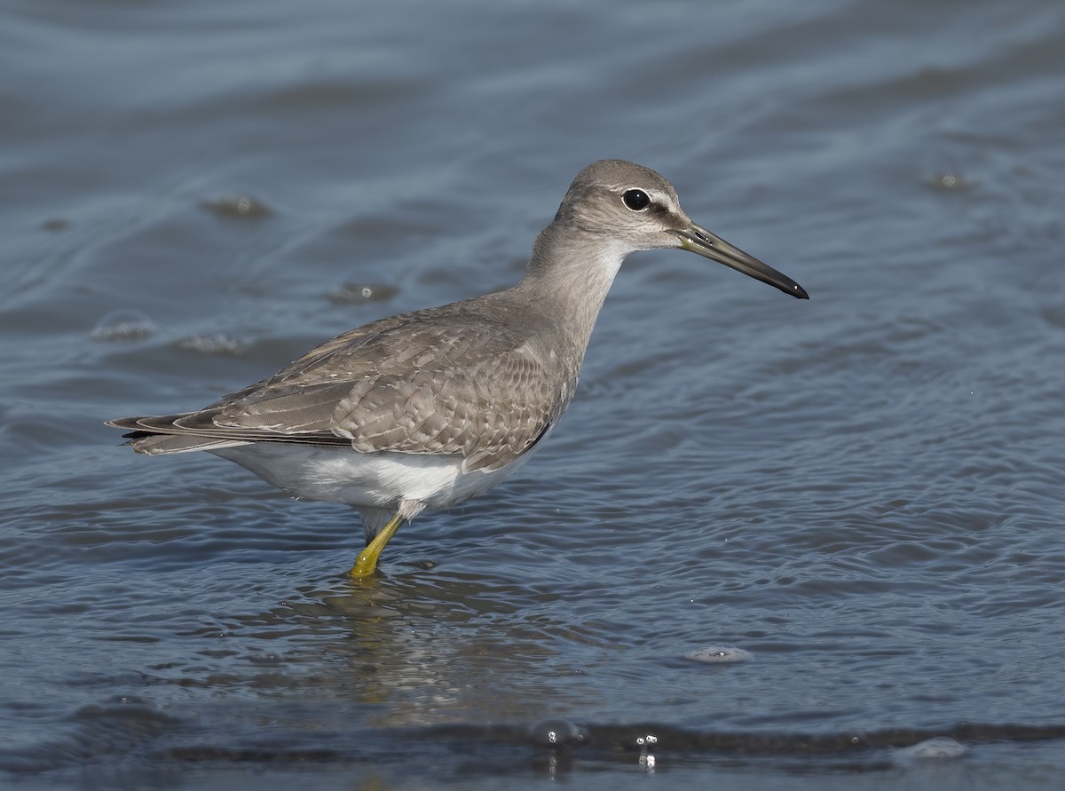 黃足鷸 - ML646119846