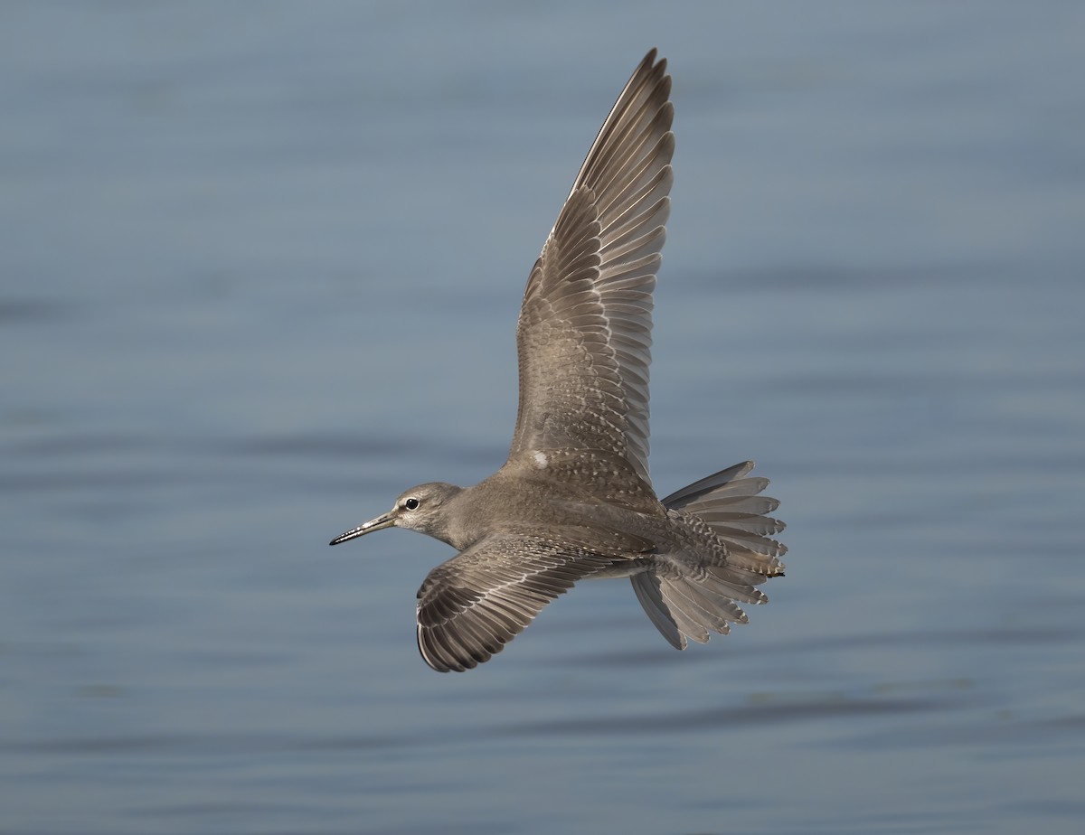 黃足鷸 - ML646119847