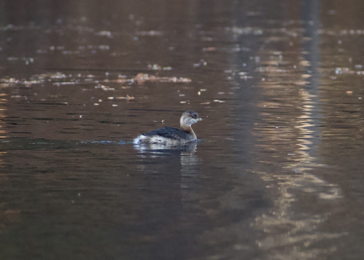 potápka americká - ML646119848