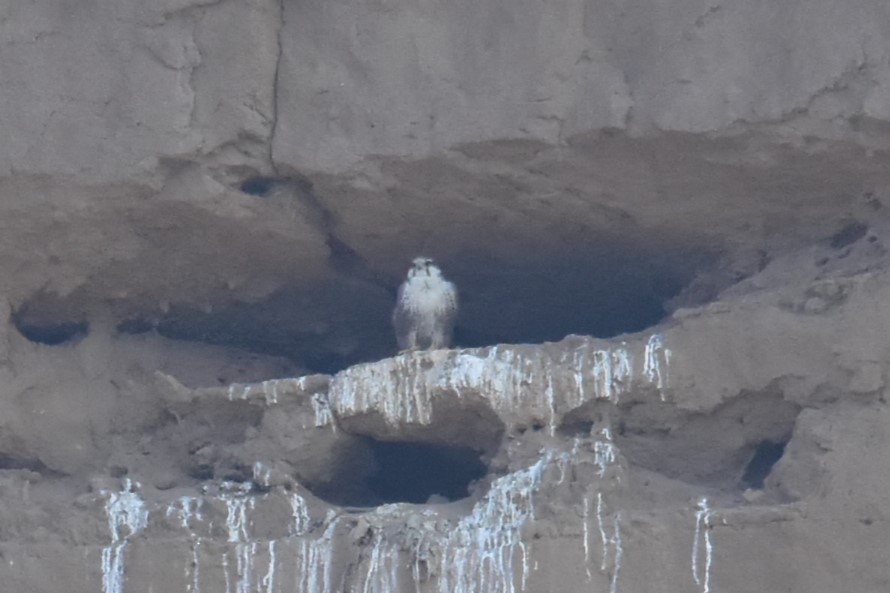 Falco laggar - ML646119851