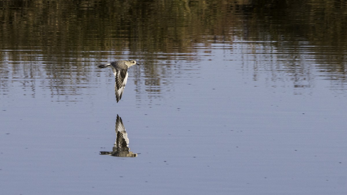 Pivieressa - ML646119852