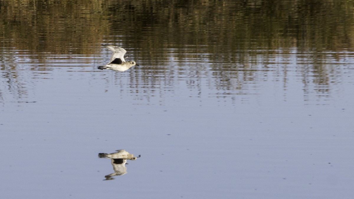 Pivieressa - ML646119853