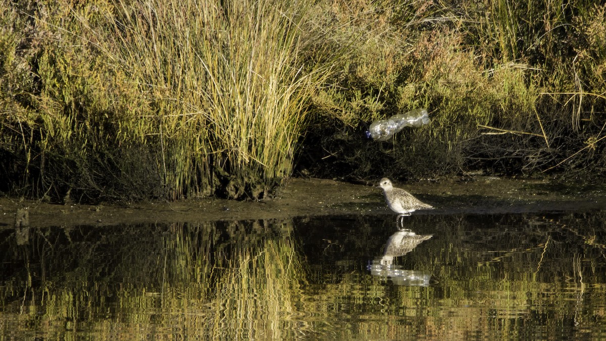 Pivieressa - ML646119854