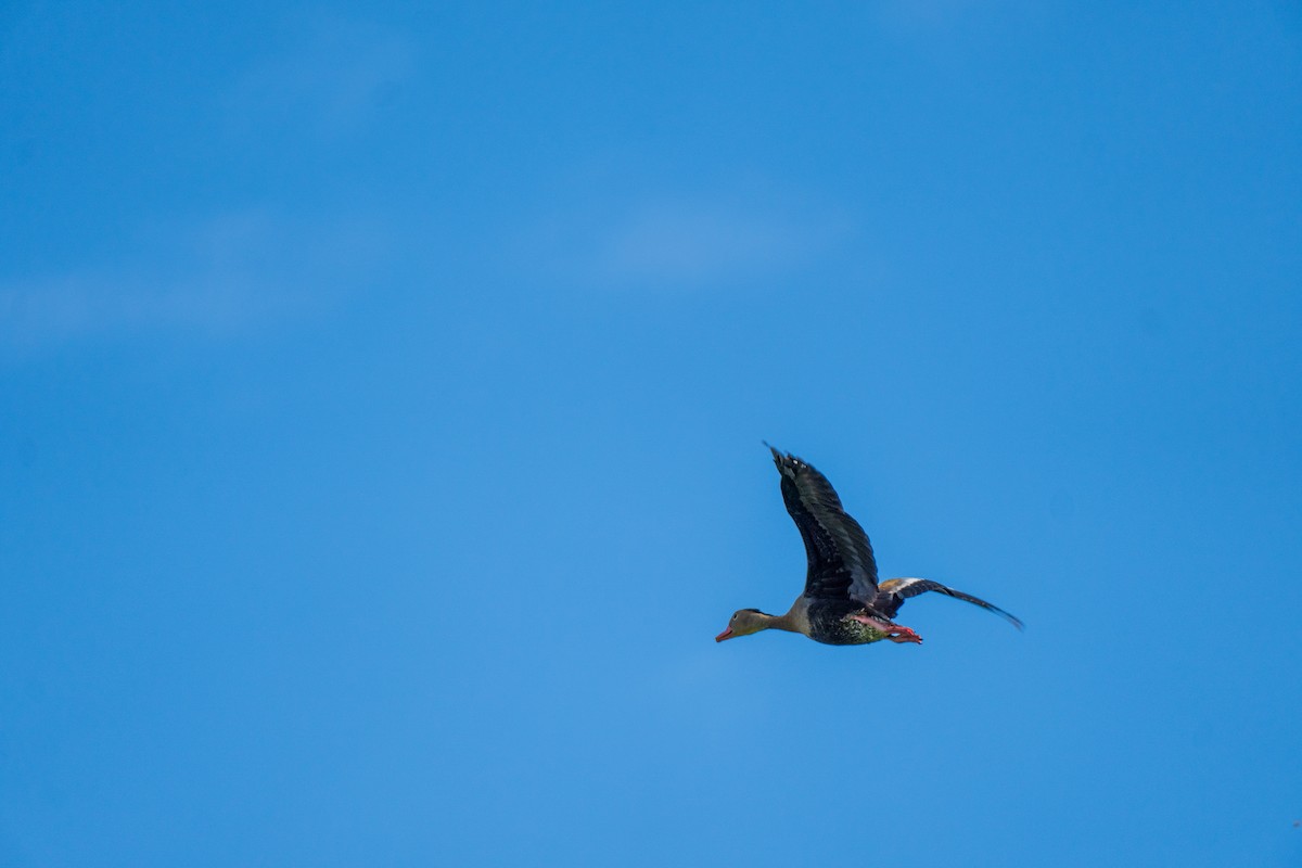 Black-bellied Whistling-Duck - ML646119855