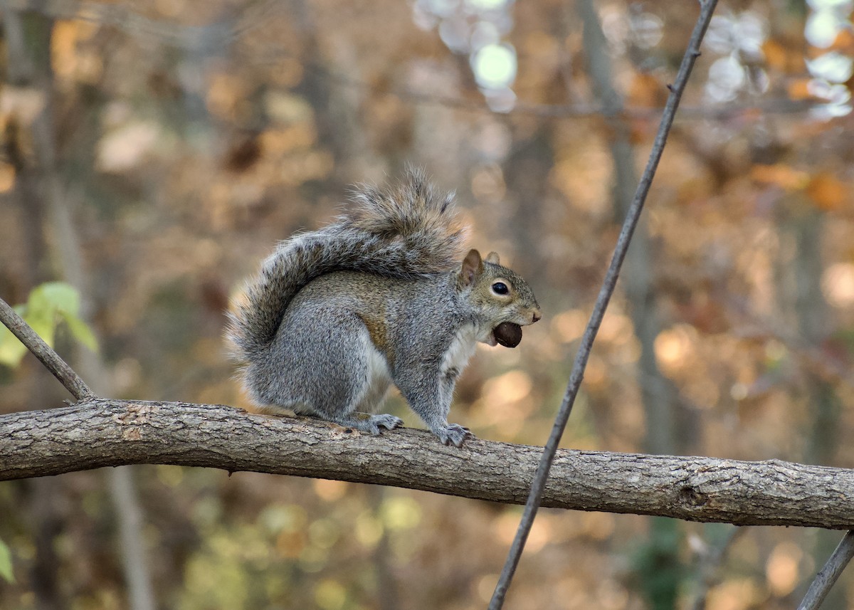 Eastern Gray Squirrel - ML646119860