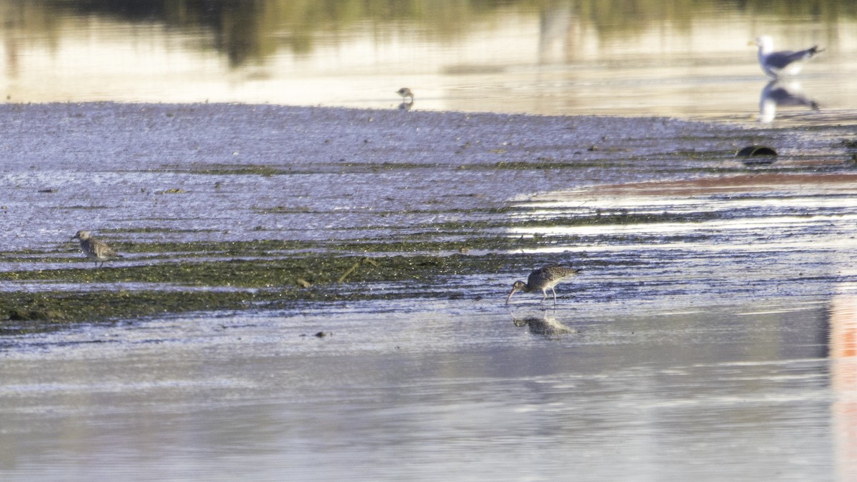 Кульон середній - ML646119861
