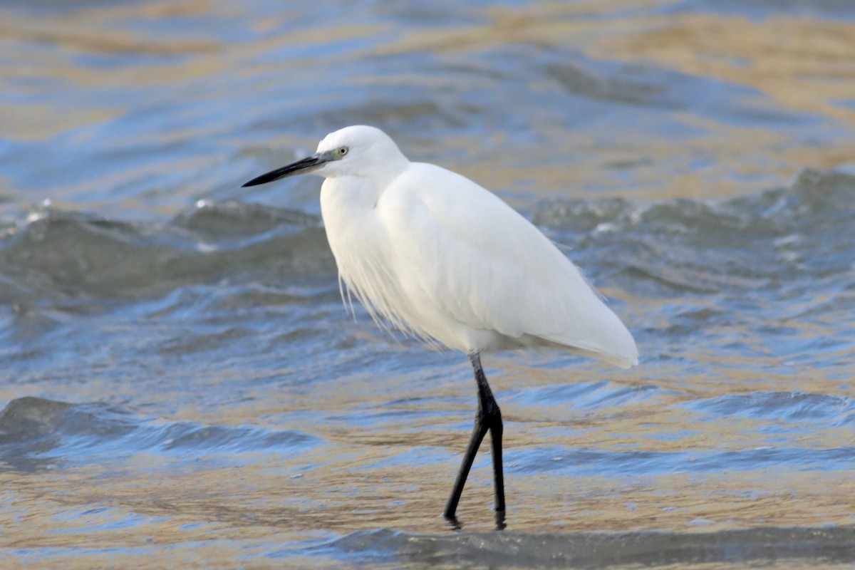Little Egret - ML646119862
