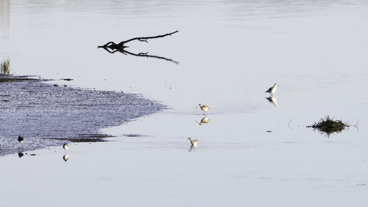 Chiurlo piccolo - ML646119863