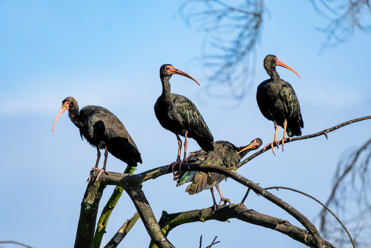 Ібіс чорний - ML646119866