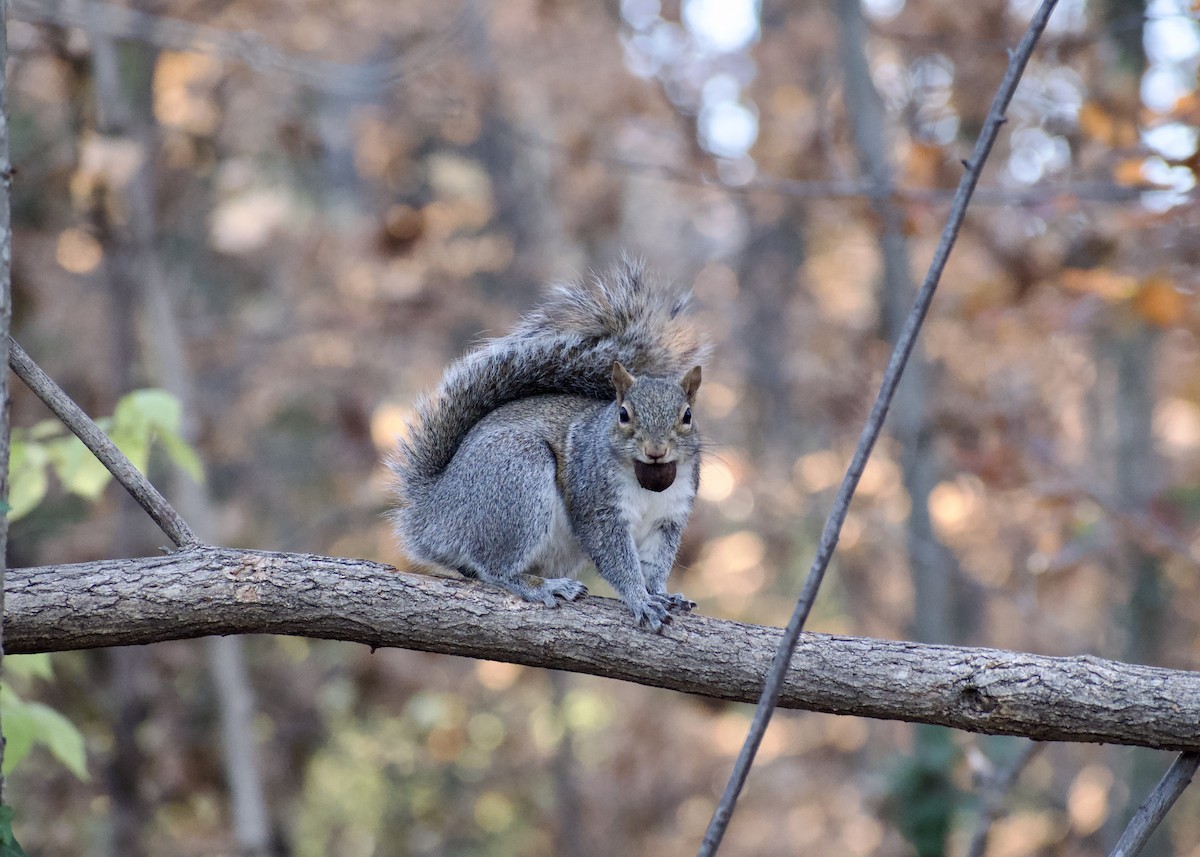 Eastern Gray Squirrel - ML646119872