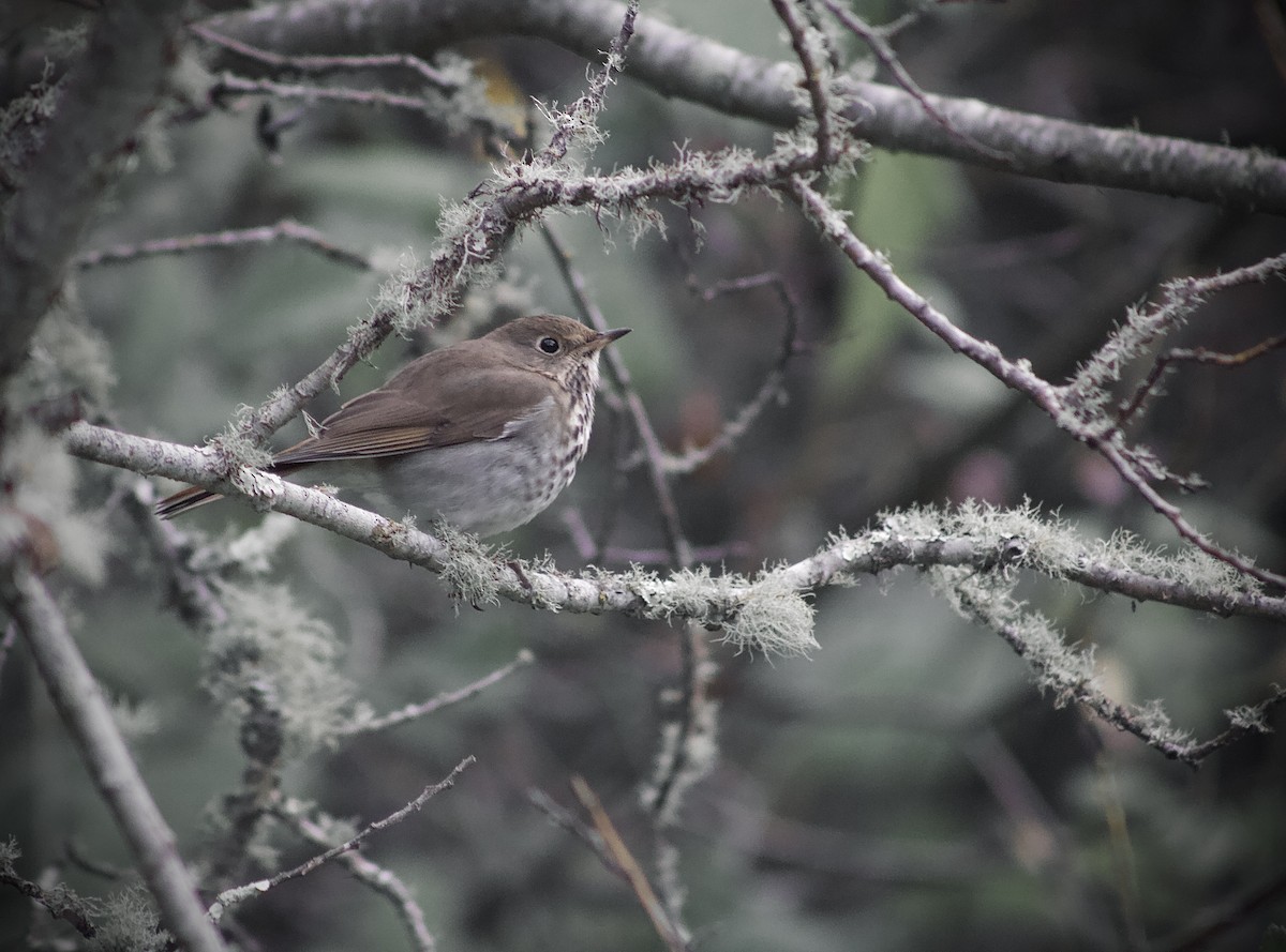 Дрізд-короткодзьоб плямистоволий - ML646119873