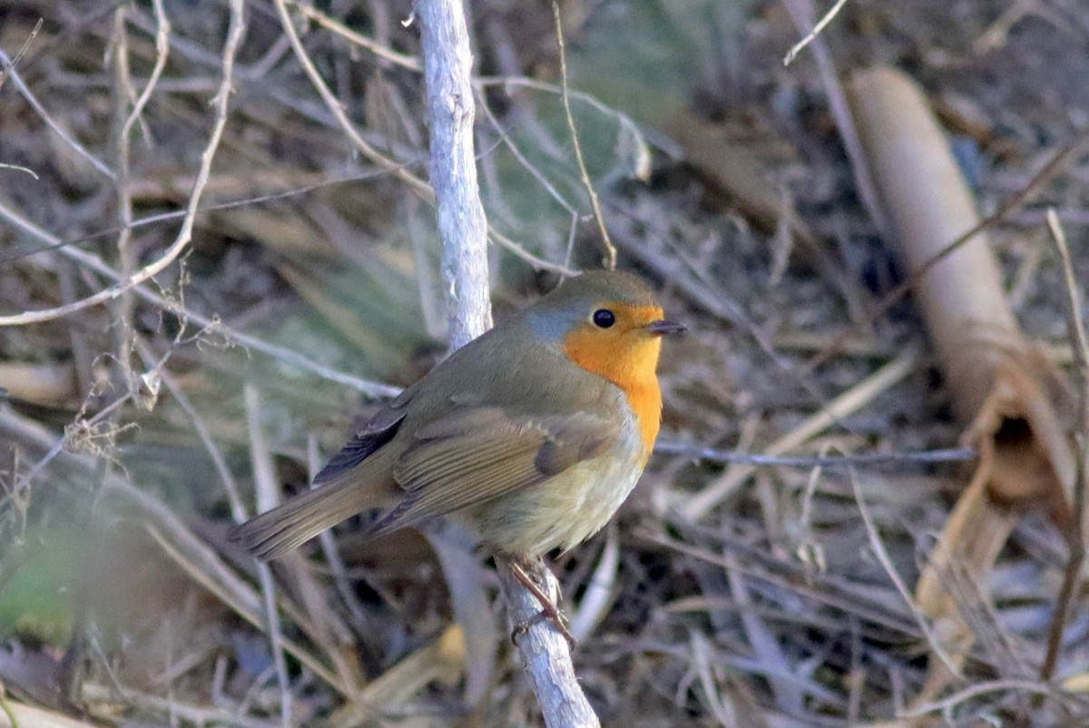 Вільшанка - ML646119874