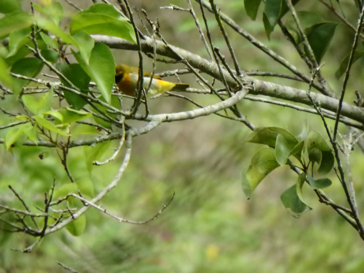 Танагрик чорнощокий - ML646119876