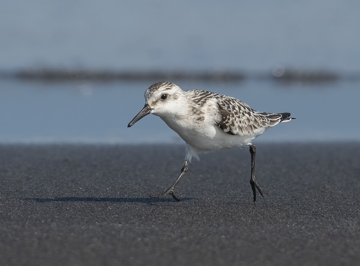Побережник білий - ML646119878