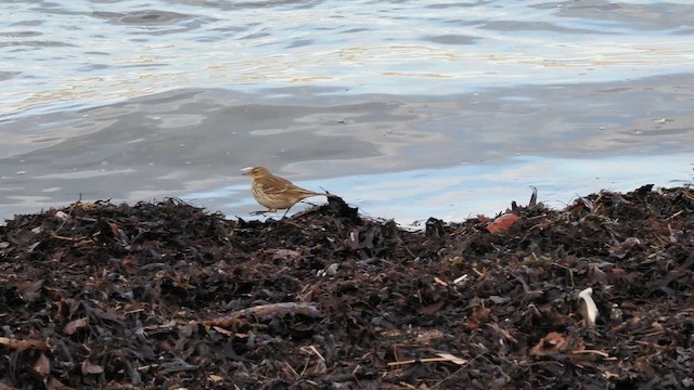 Water Pipit (Western) - ML646119879