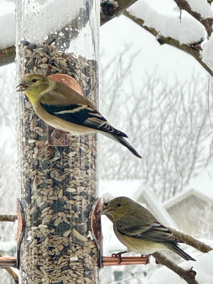Чиж золотий - ML646119880