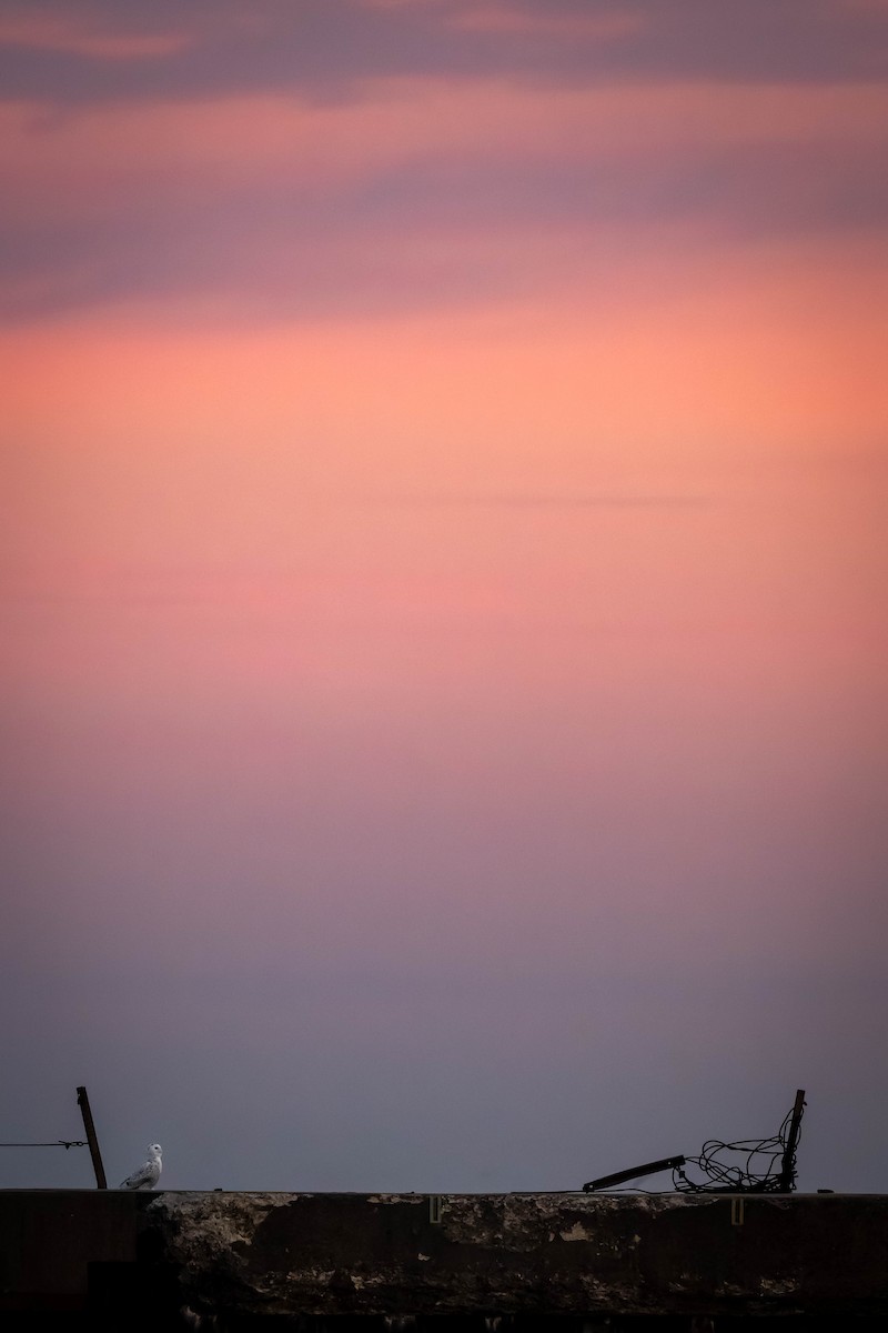 Сова біла - ML646119881