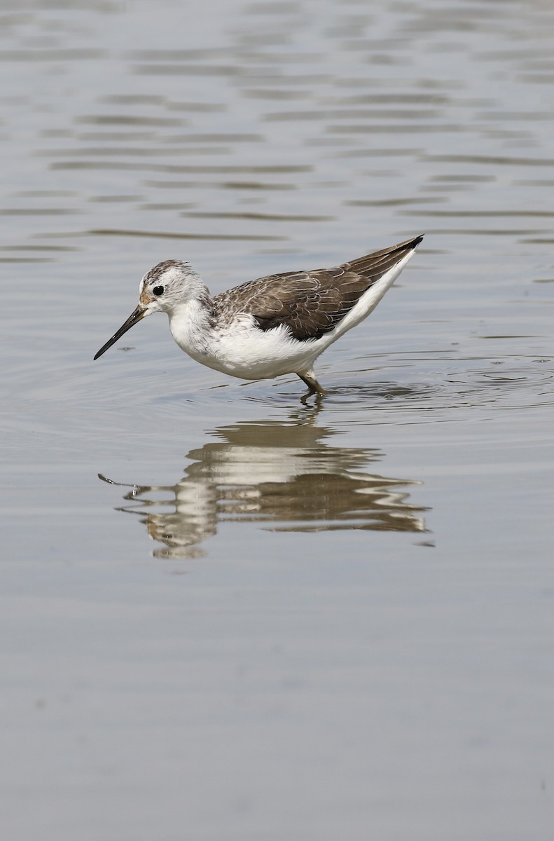 Коловодник ставковий - ML646119882
