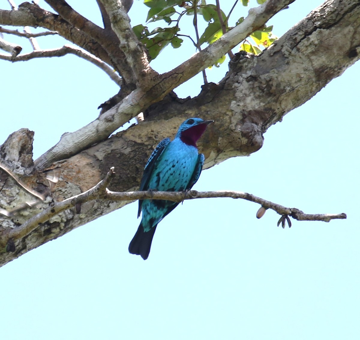 Котинга бірюзова - ML646119883