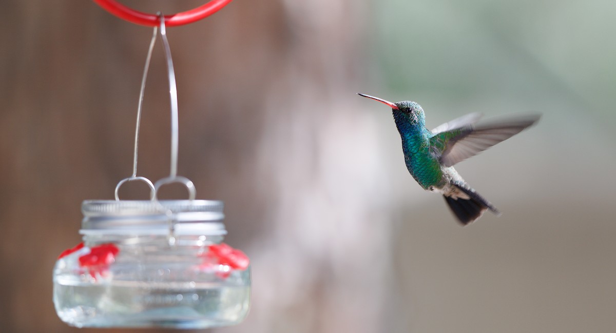 Цинантус синьогорлий - ML646119884