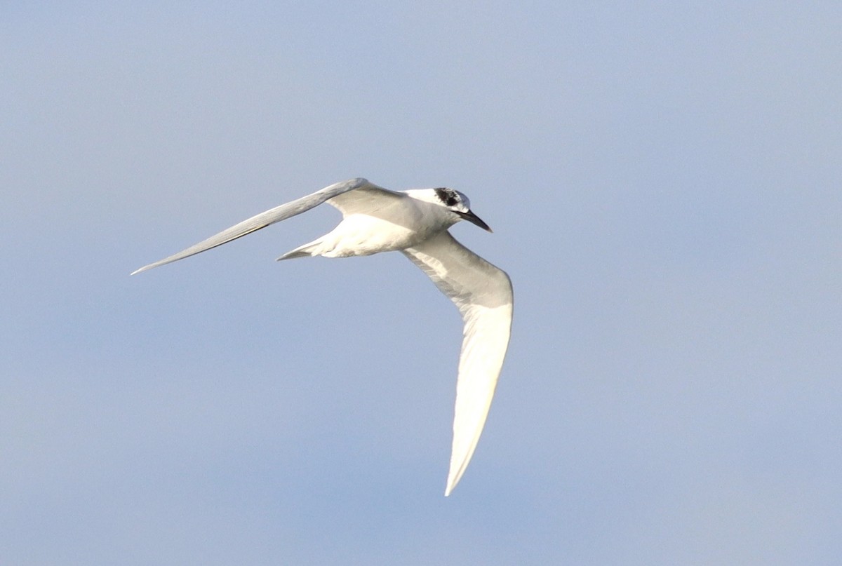 Крячок рябодзьобий - ML646119885