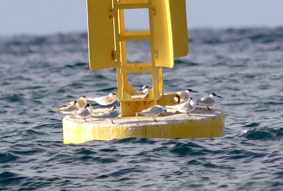 Крячок рябодзьобий - ML646119887