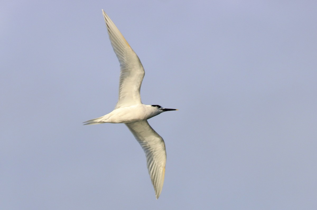 Крячок рябодзьобий - ML646119888