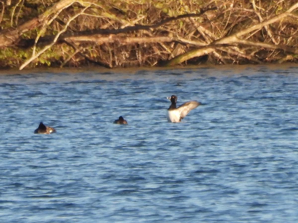 Чернь канадська - ML646119889