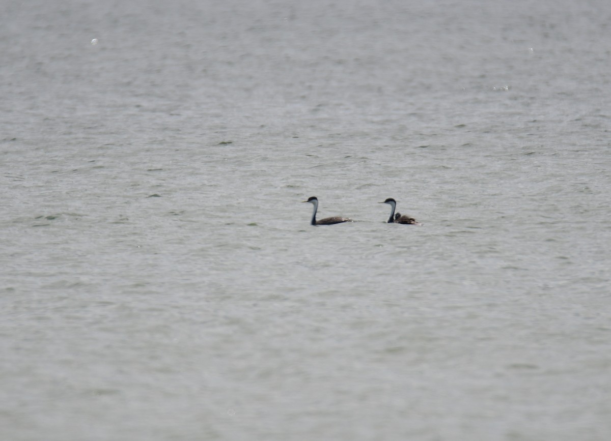 Пірникоза західна - ML646119890