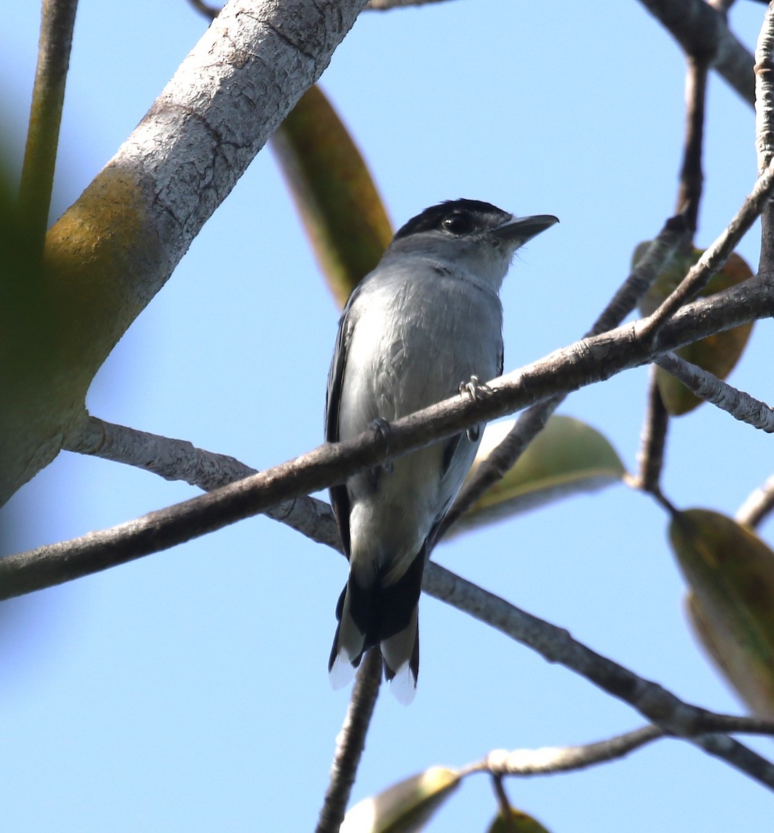 Бекард чорноголовий - ML646119892