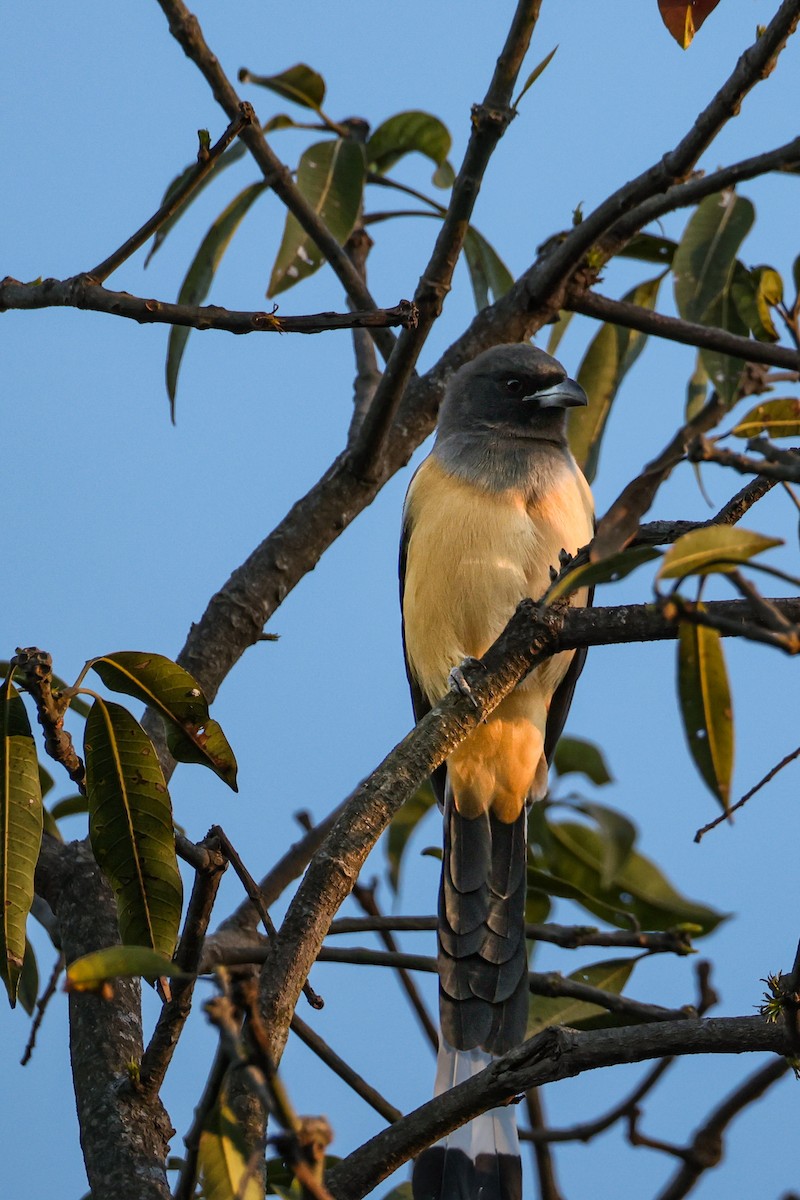 Вагабунда світлокрила - ML646119893