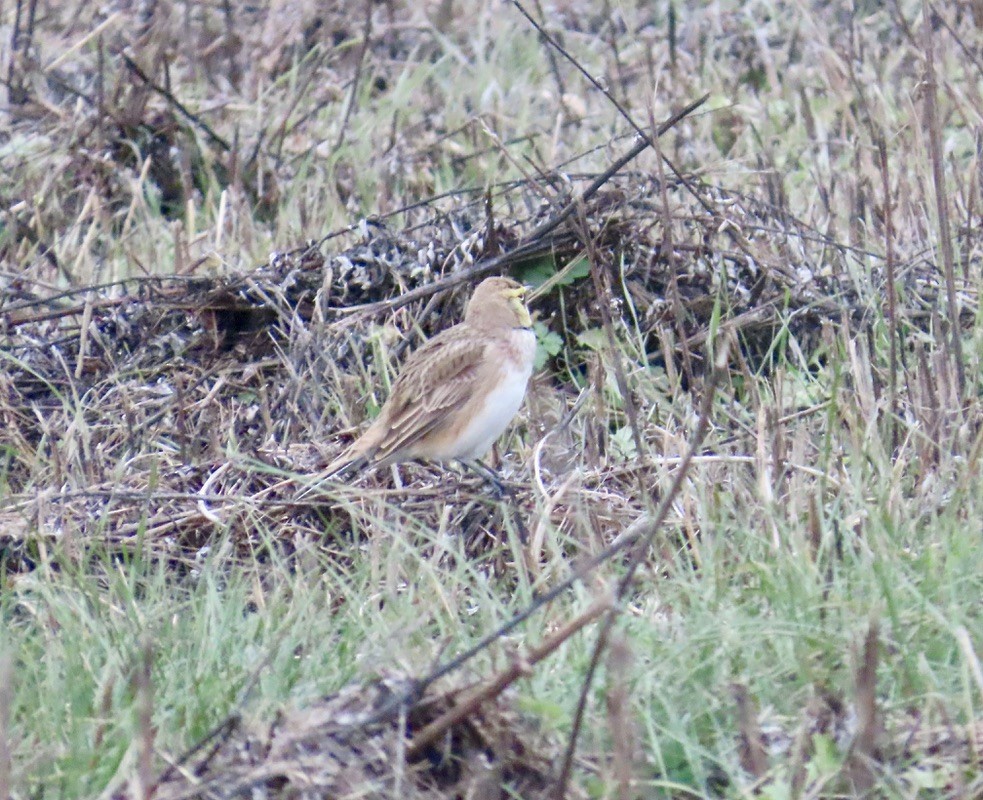 Жайворонок рогатий - ML646119894