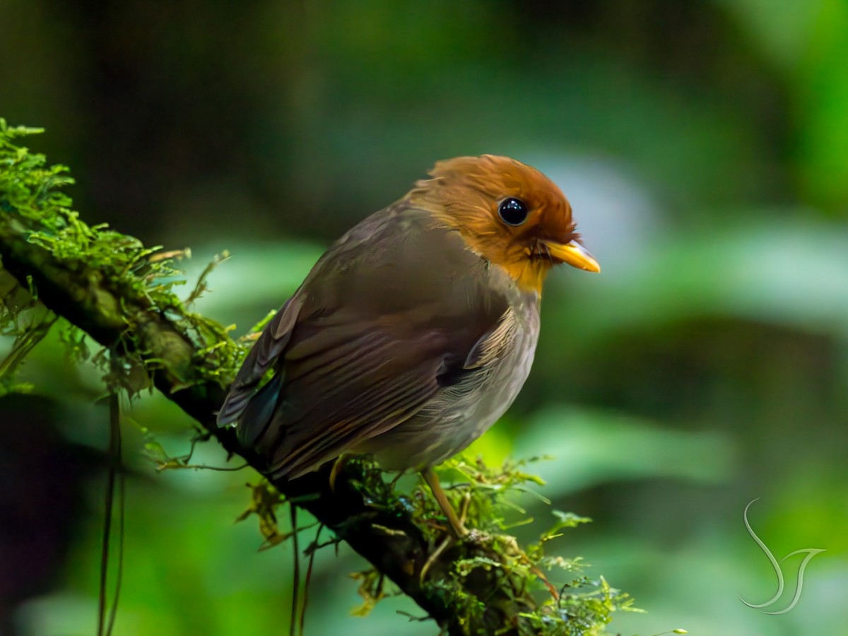 Понгіто рудоголовий - ML646119895