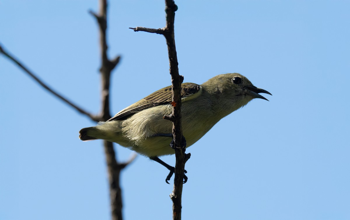 Квіткоїд індокитайський - ML646119896