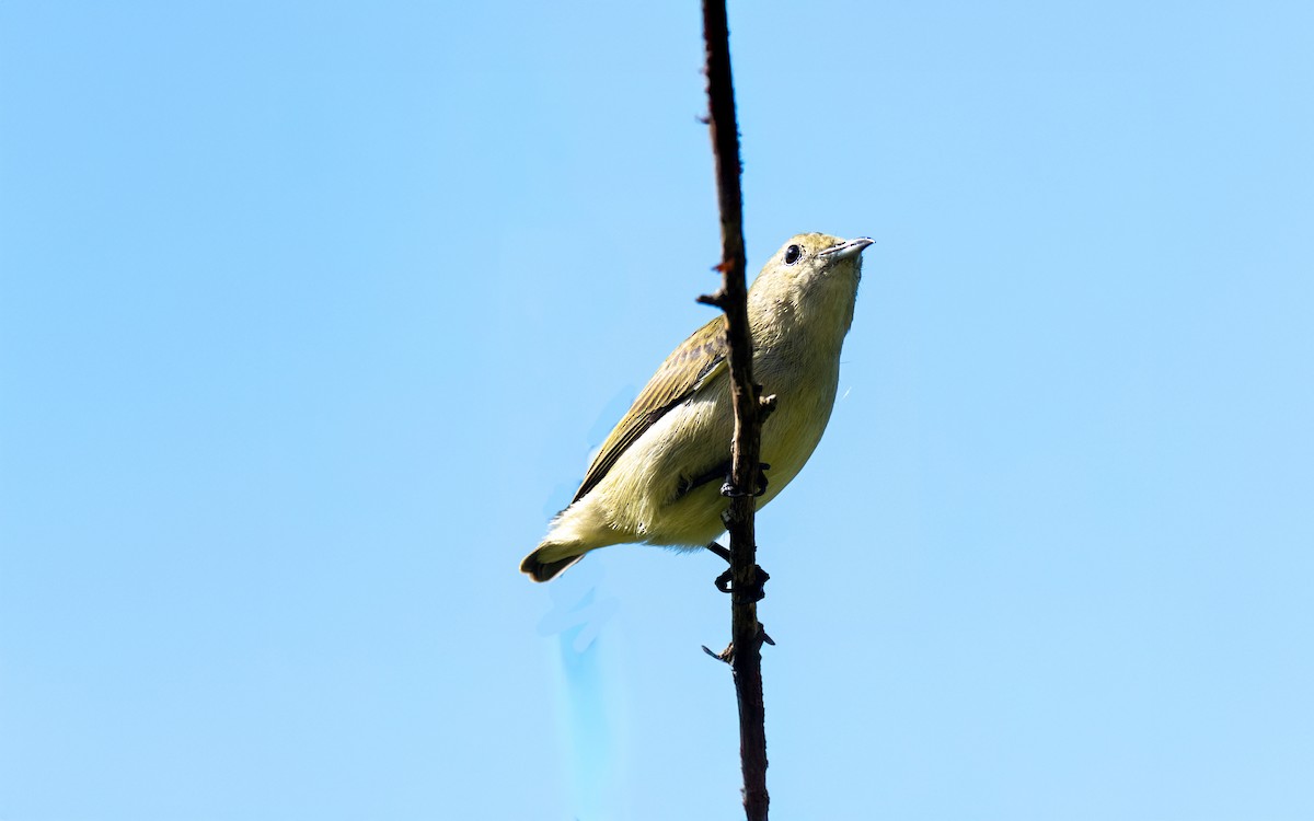 Plain Flowerpecker - ML646119897