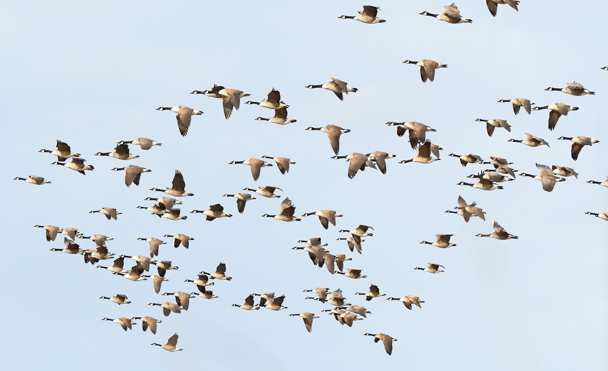 Казарка канадська - ML646119898