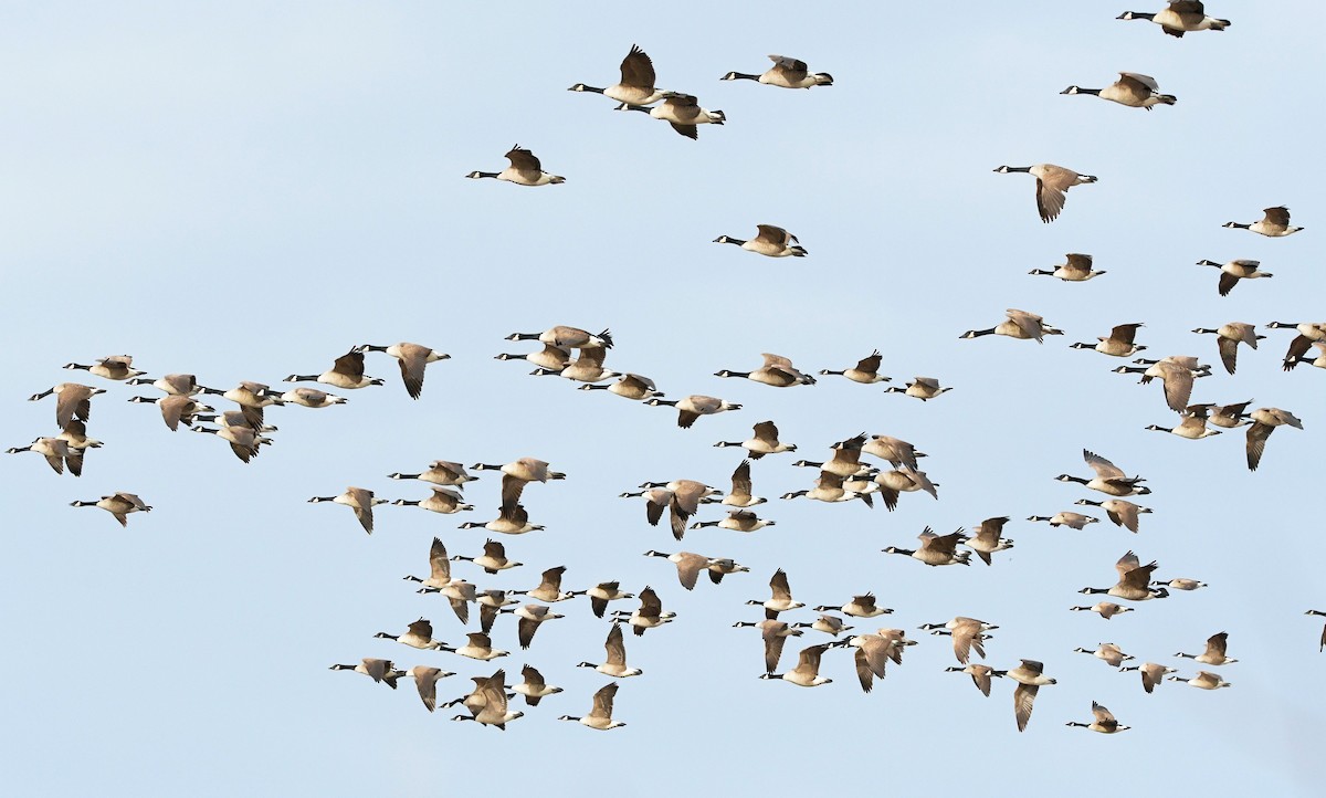 Казарка канадська - ML646119899