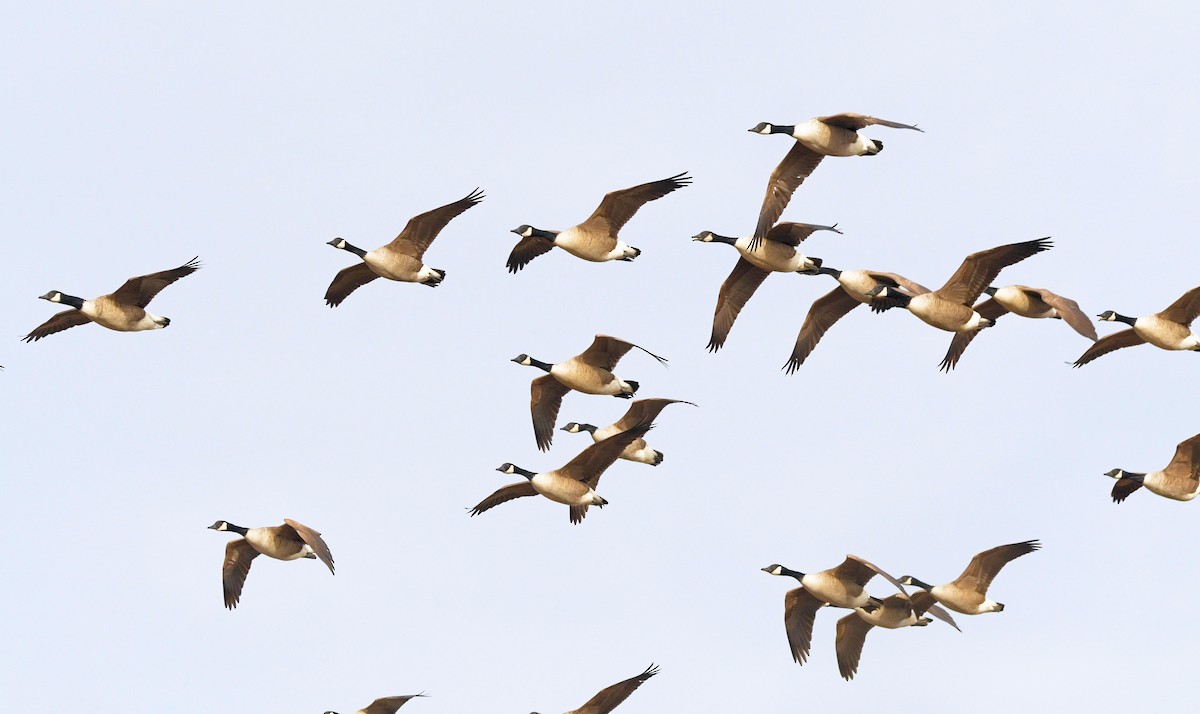 Казарка канадська - ML646119900