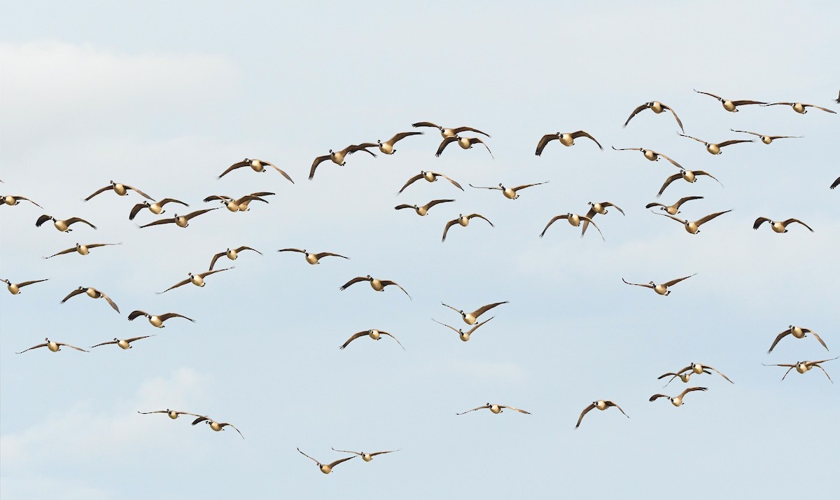 Казарка канадська - ML646119901