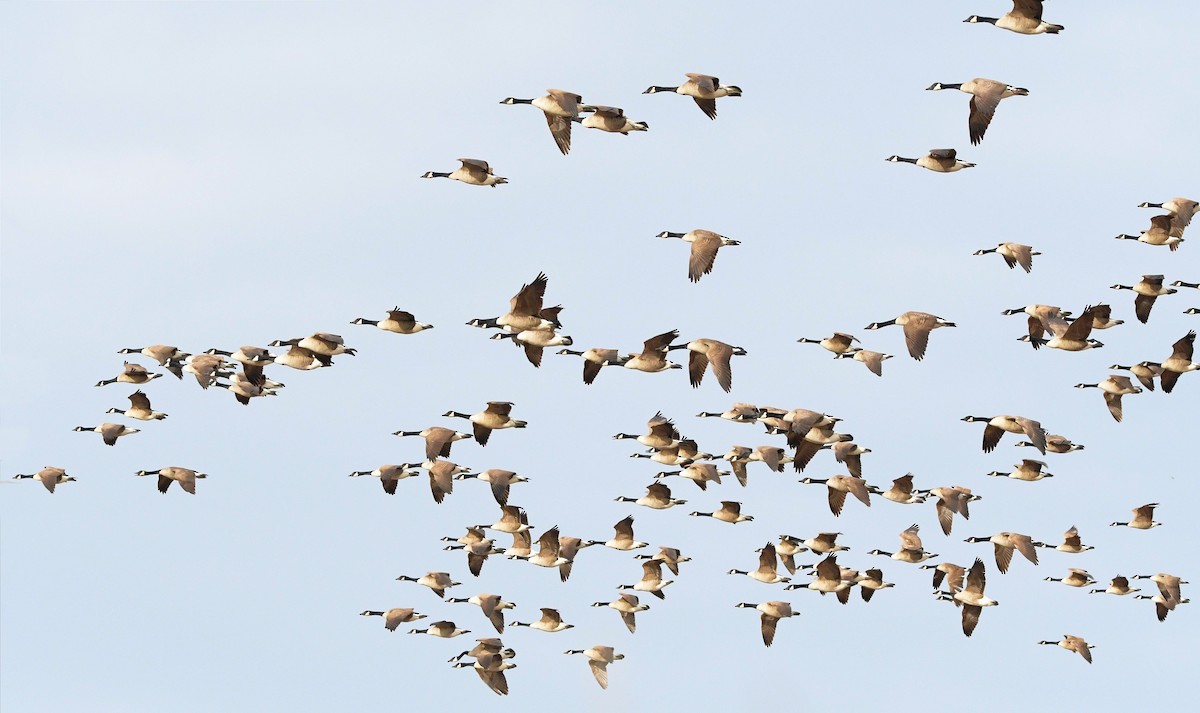 Казарка канадська - ML646119902