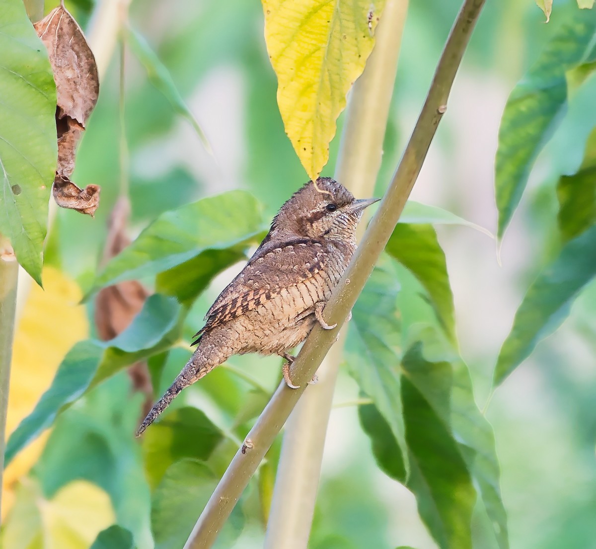 Eurasian Wryneck - ML646119903