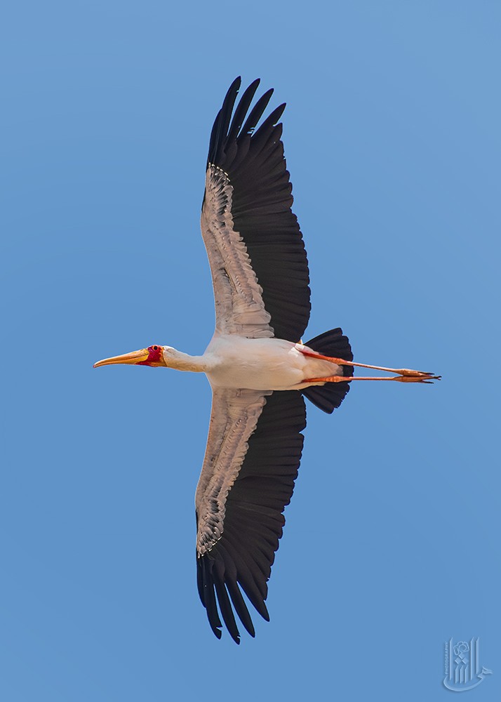 Yellow-billed Stork - ML646119904
