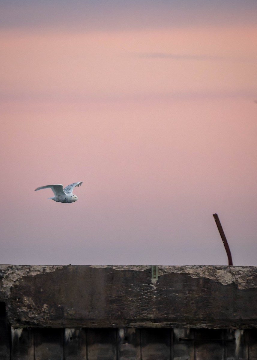 Downy Woodpecker - ML646119920