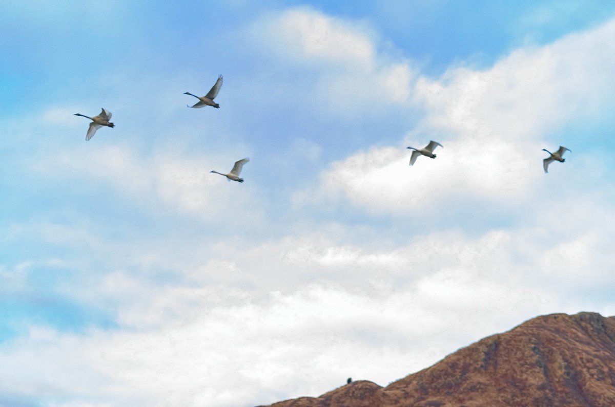 labuť trubač - ML646119921