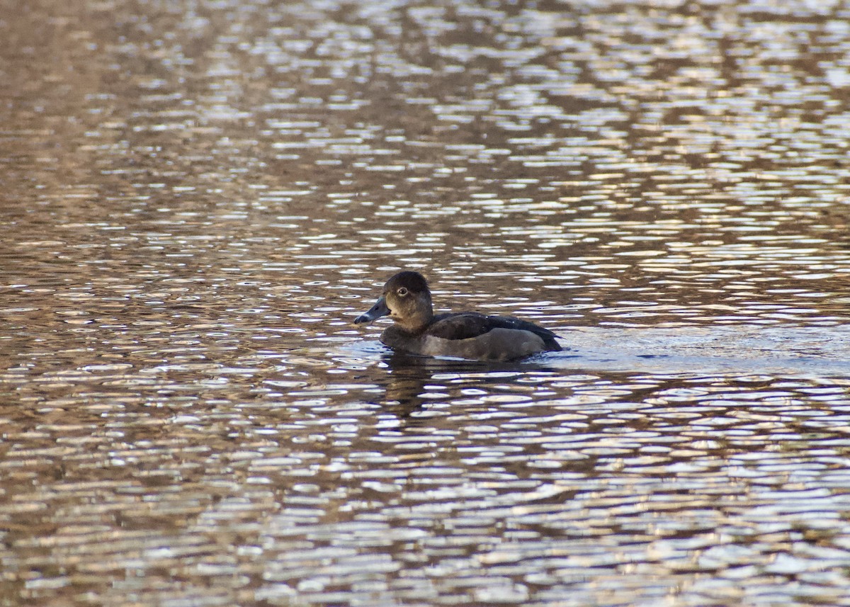 polák proužkozobý - ML646119923